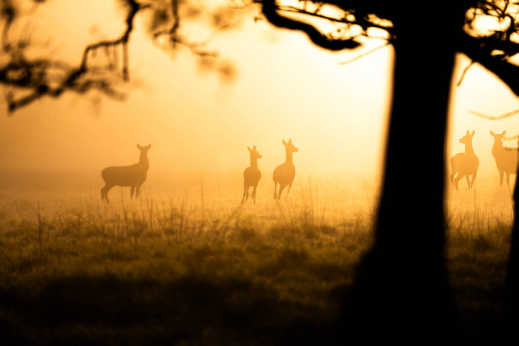 A Morning at Honeypot Meadow: Coffee, Deer and a Hot Tub Under Norfolk Skies